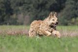 BOUVIER DES ARDENNES 096